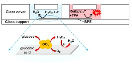 BPE 마이크로 칩을 사용하여 ECL 세기로 glucose 측정