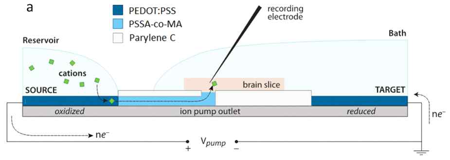 유기 전자 소자를 이용한 신경 세포 자극 시스템