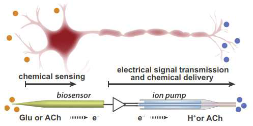 뉴런의 화학적-전기적-화학적 신호 전달 프로세스 모사를 위한 유기 전자 이온 펌프에 연결된 바이오 센서