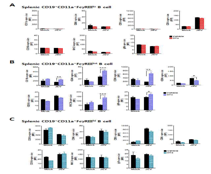 비장내 IFN-γ생산 innate B 세포 phenotypic activation 분석. BDCA2-DTR 마우수에 DT 주입 후 CD11cintPDCA-1hi pDC를 제거하고 뇌염바이러스 감염 후 비장에 존재하는 CD19+ B cell subset (CD19+CD11a+FcγRIIIlo, CD19+CD11a+FcγRIIIint, CD19+CD11a+FcγRIIIhi)들의 phenotype을 분석