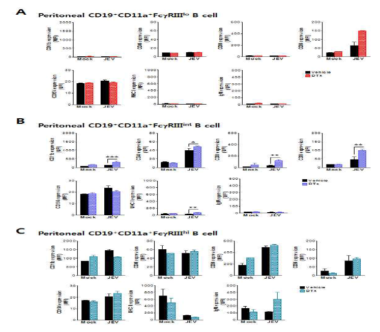 복강내 IFN-γ생산 innate B 세포 phenotypic activation 분석. BDCA2-DTR 마우수에 DT 주입 후 CD11cintPDCA-1hi pDC를 제거하고 뇌염바이러스 감염 후 peritoneal cavity에 존재하는 CD19+ B cell subset (CD19+CD11a+FcγRIIIlo, CD19+CD11a+FcγRIIIint, CD19+CD11a+FcγRIIIhi)들의 phenotype을 분석