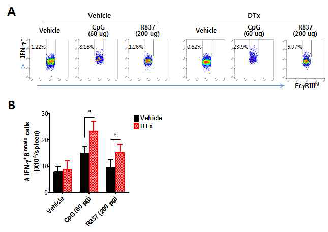 TLR agonist에 의한 IFN-γ 생산 CD19+CD11a+Fcγ RIIIint Binnate 세포의 in vivo 유도. BDCA2-DTR 마우스에 DT 주입 후 TLR9 agonist (CpG, 60 μg), TLR7 agonist (R837, 200 μg) 복강내 주사후 24시 간째에 IFN-γ생산 innate B 세포 검출. (A) 비장내 IFN-γ+ CD19+CD11a+FcγRIIIint Binnate 세포. (B) 비장내 IFN-γ+ CD19+CD11a+FcγRIIIint Binnate 총 세포수