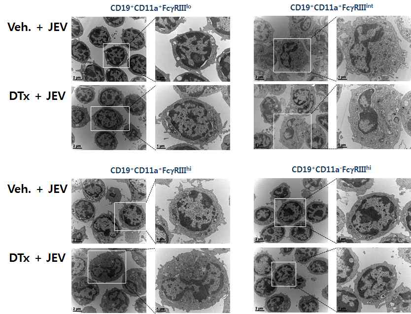 CD19+CD11a+FcγRIIIint Binnate 세포의 미세구조 관찰. BDCA2-DTR 마우스에 DT 주입 후 CD11cintPDCA-1hi pDC를 제거하고 바이러스 감염 시킴. 24시간째에 FACS Aria 이용하여 CD19+CD11a+FcγRIIIint Binnate 세포를 분리하여 전자 현미경(electron microscope)에 의하여 분리된 세포의 미세구조를 관찰