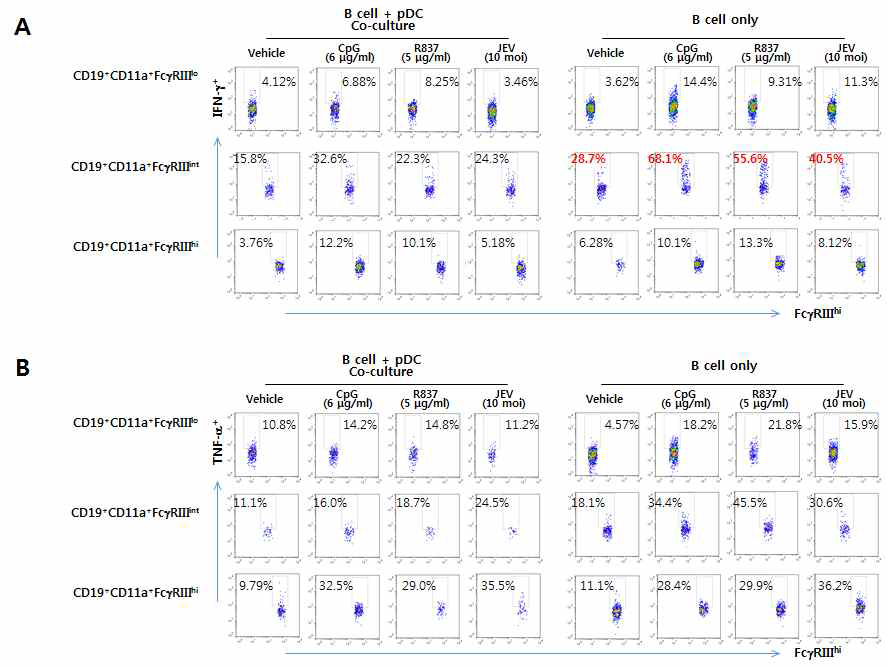 pDC와 CD19+ pan B cell co-culture system을 이용한 TLR9 agonist (CpG), TLR7 agonist (R837) 및 일본 뇌염바이러스 감염에 의한 IFN-γ+ Binnate 세포의 분화 유도 및 다른 사이토카인 발현 분석