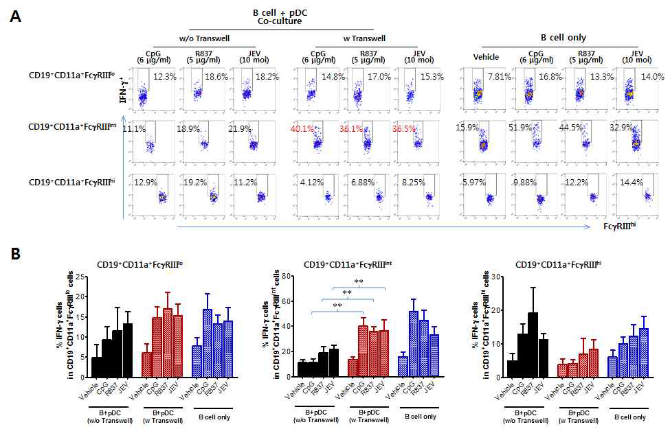 pDC에 의한 CD19+CD11a+FcγRIIIint Binnate 세포로부터 IFN-γ 생산 제어의 indirect 및 direct mechanism 분석. BM cell로부터 준비된 pDC를 MACS bead에 의하여 분리된 CD19+ pan B cell와 co-culture를 시작. 일부의 세포는 transwell system을 이용하여 pDC와 CD19+ pan B cell를 분리하여 배양