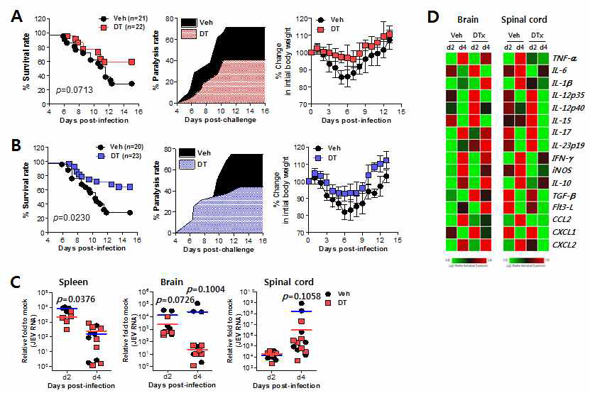 CD11cintPDCA-1hi pDC를 제거할 수 있는 BDCA2-DTR 마우스에 diphtheria toxin(DT)를 주입하고 일본 뇌염바이러스 감염 (1.5×107 pfu (A), 3.0×107 pfu (B)) 후 나타나는 바이러스성 뇌염에 대한 저항성 분석 (A, B) Surival rate, Paralysis rate 및 체중 변화. (C) 림프조직과 염증조직(중추신경계) 내 바이러스 양. (D) 염증 조직내 염증성 사이토카인 발현