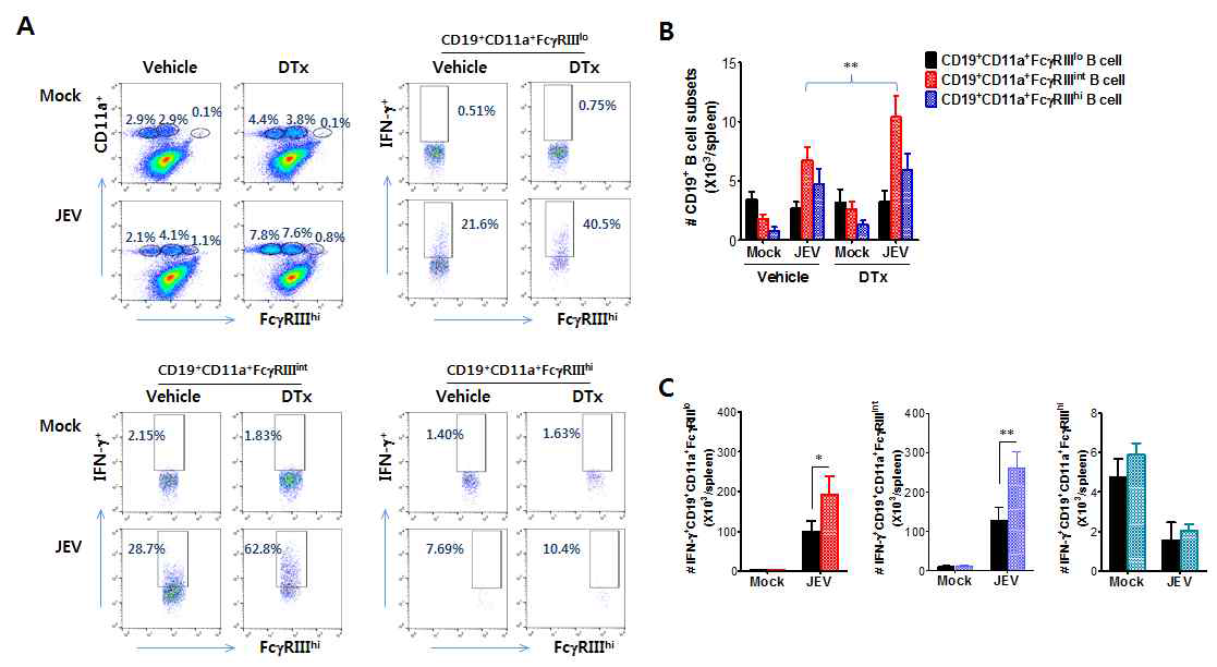 IFN-γ 생산 B cell subset 분석. (A) 비장내 CD19+ B cell subset의 분포 및 IFN-γ 생산 innate B cell 탐색. (B) 비장내 CD19+ B cell subset 총세포수. (C) 비장내 IFN-γ 생산 CD19+ B cell subset. CD19+CD11a+FcγRIIIint Binnate 세포가 크게 증가됨