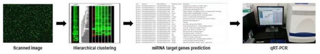 miRNA를 탐색하고자 하는 microarray 실험과 qRT-PCR을 이용한 검증