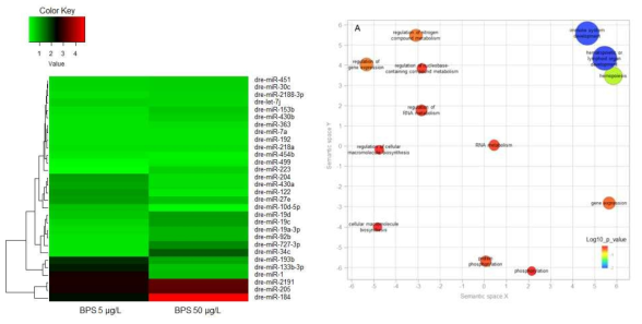 BPS에 노출된 수컷 제브라피쉬에서 유의하게 변화된 miRNA의 hierarchical clustering(좌)과 REViGO로 시연한 GO enrichment analysis(우)