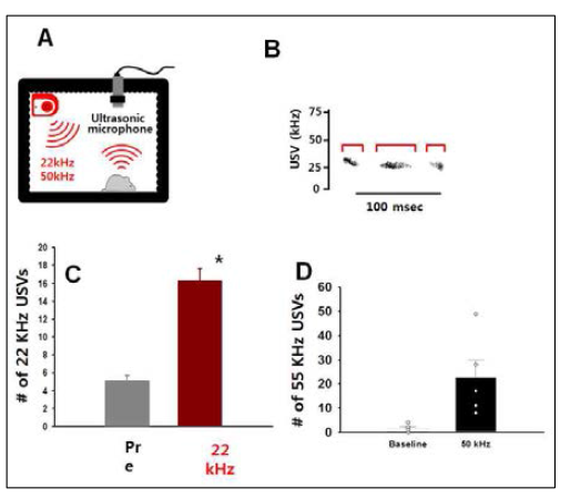 ‘싫어 22 kHz’, ‘좋아 50 kHz’ 초음파 자극 후 쥐에서의 대응 초음파 음성 발성