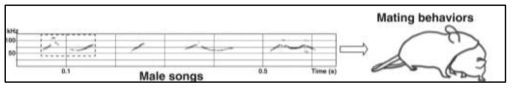 쥐의 섹스행위 중 50 kHz 초음파 발성 (Konopka et al., Biological Psychiartry 2016)