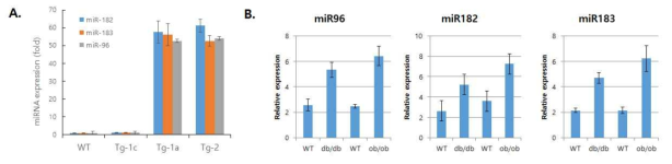 대사질환 동물모델에서 miR-96, 182, 183의 발현변화. (A) SREBP transgenic 모델에서의 변화 (B) SCAP-KO 쥐에서의 발현. (C) 정상쥐, ob/ob, db/db 쥐에서의 발현