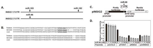 miR-96에 의한 INSIG-2의 3‘UTR의 조절