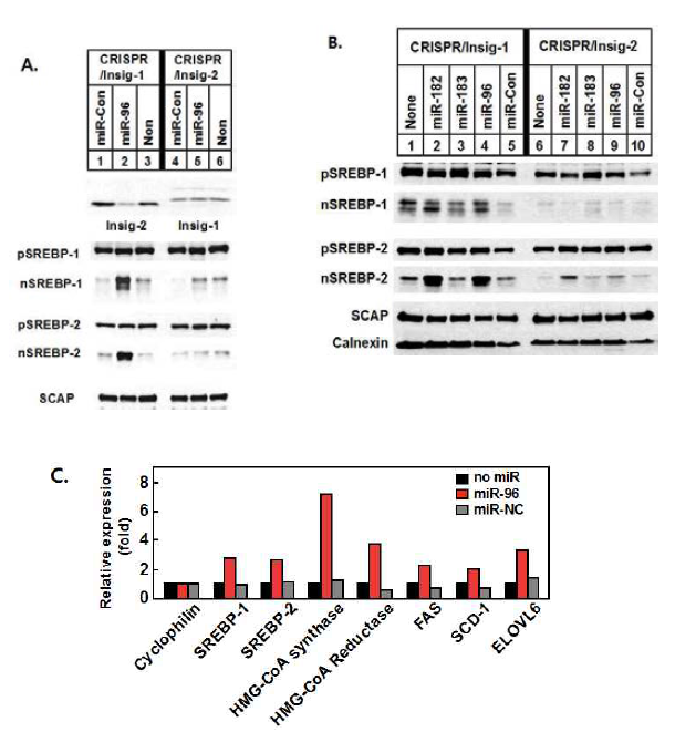 miRNA에 의한 Insig 및 SREBP 활성화의 변화 (A, B). miRNA 발현에 의한 SREBP 타겟 유전자 발현의 변화