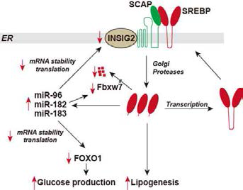 miR-96에 의한 Insig-2의 조절 및 SREBP 활성화의 변화