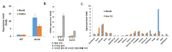 (A) 정상쥐와 비알콜성지방간 질환 모델인 비만쥐의 간에서의 발현. (B) 정상쥐를 12시간 금식, 12시간 금식 후 12시간 고탄수화물 식이 투여 후 발현 변화. (C) 정상쥐의 여러 장기에서 발현 정도