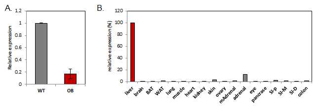 lncR12의 발현. (A) 정상쥐와 ob/ob마우스 간에서의 발현. (B) 정상쥐의 여러 장기에서 발현 정도