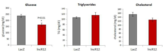 Adenovirus를 이용하여 lncR12을 발현시켰을 때 혈중 포도당, 중성지방, 콜레스테롤 레벨