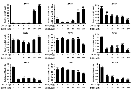 LPS로 인한 염증 유도 후 아연이온 처리를 통한 ZNTs의 mRNA 발현 비교