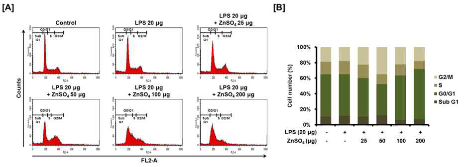 LPS로 인한 염증 유도 후 아연이온 처리를 통한 세포주기 변화 양상 비교