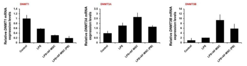 염증성 조산 동물 모델 내 DNA 메틸화전이효소 발현 변화