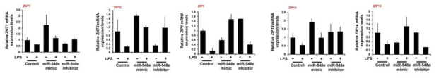 miR-548 mimic 및 inhibitor transfection에 따른 영양막 세포 내 아연 수송체 발현 변화
