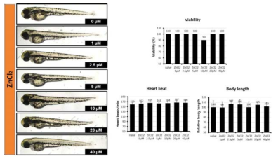 제브라피쉬 모델 내 염화아연의 독성 확인