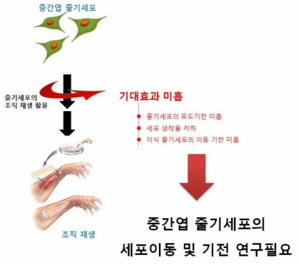 중간엽줄기세포의 이동과 관련된 IFITM1 의 기능 규명의 필요성 개념도