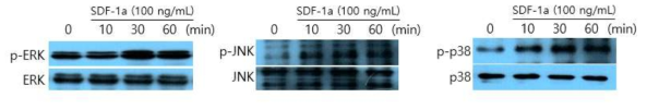 SDF-1a 처리에따른 중간엽 줄기세포에서의 MAPKs 인산화 western blot