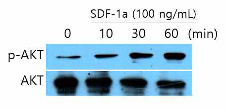 SDF-1a 처리에따른 중간엽 줄기세포에서의 시간에 따른 AKT 인산화 western blot