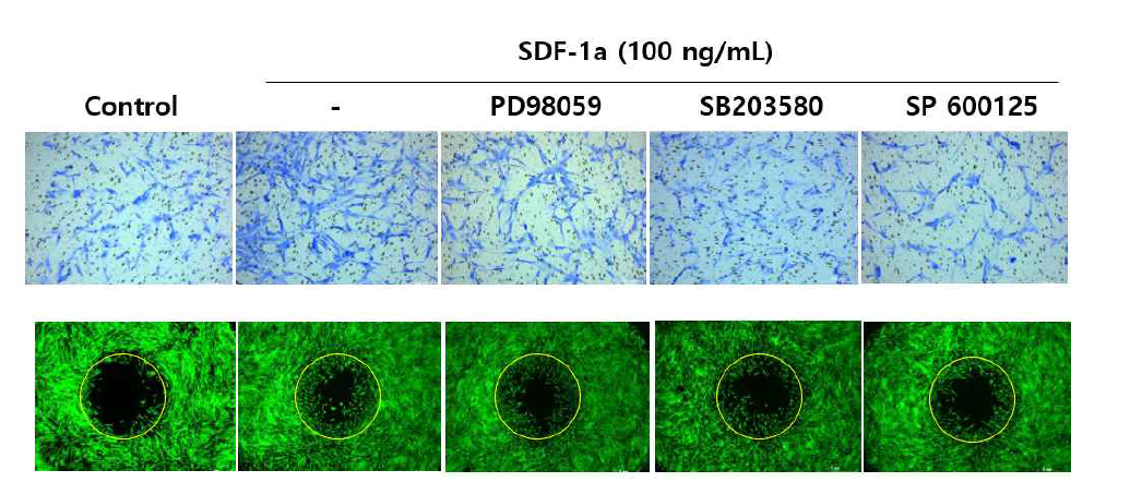 MAPKs specific inhibitor 처리에 따른 SDF-1a 유도성 invasion (상) 과 wound healing assasy (하)