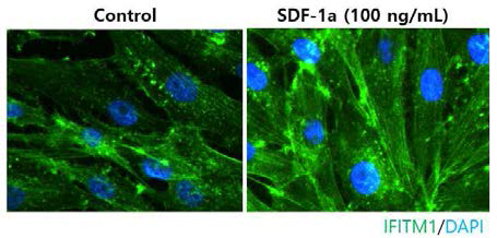 SDF-1a 처리에 따른 MSCs 세포에서의 IFITM1 단백질의 발현 면역형광염색
