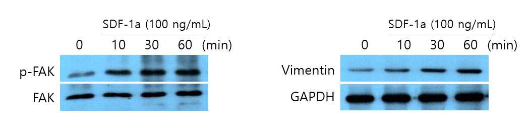 SDF-1a 처리에 따른 MSCs 에서의 FAK 인산화 및 vimentin 단백질 발현