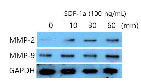 SDF-1a 처리에 따른 MMP2 and MMP9 의 발현