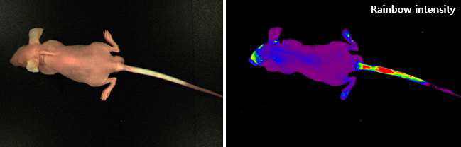 DiD stained MSCs의 tail vein injection 후 fluorescence imaging system 으로 관찰