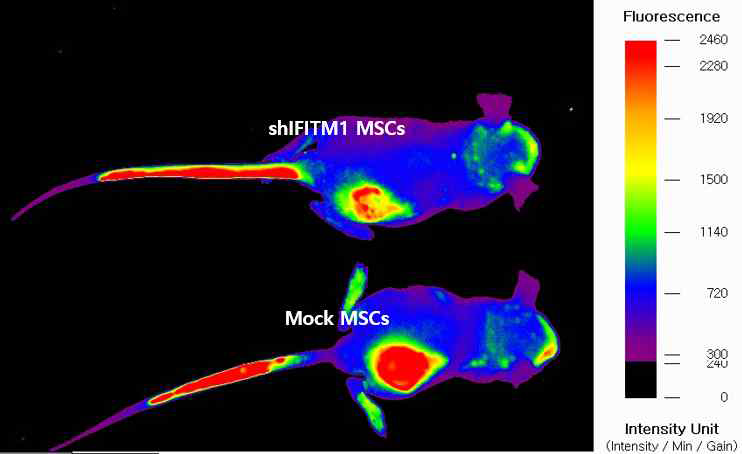 DiD stained MSCs의 tail vein injection 후 48 시간 후 세포추적