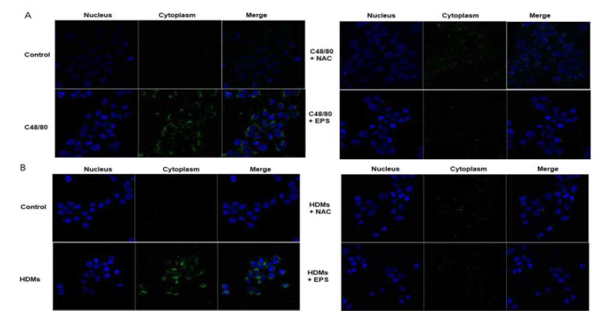 ROS 소거능 측정. A. EPS 처리 후 ROS 소거능을 DCF-DA 염색법을 이용하여 confocal 현미경으로 확인 (ROS가 생성되면 형광그린으로 염색됨). B. 집먼지진드기 (HDMs)와 EPS처리 후 ROS 소거능을 DCF-DA 염색법을 이용하여 confocal 현미경으로 확인. 항산화 대조군으로 NAC 처리