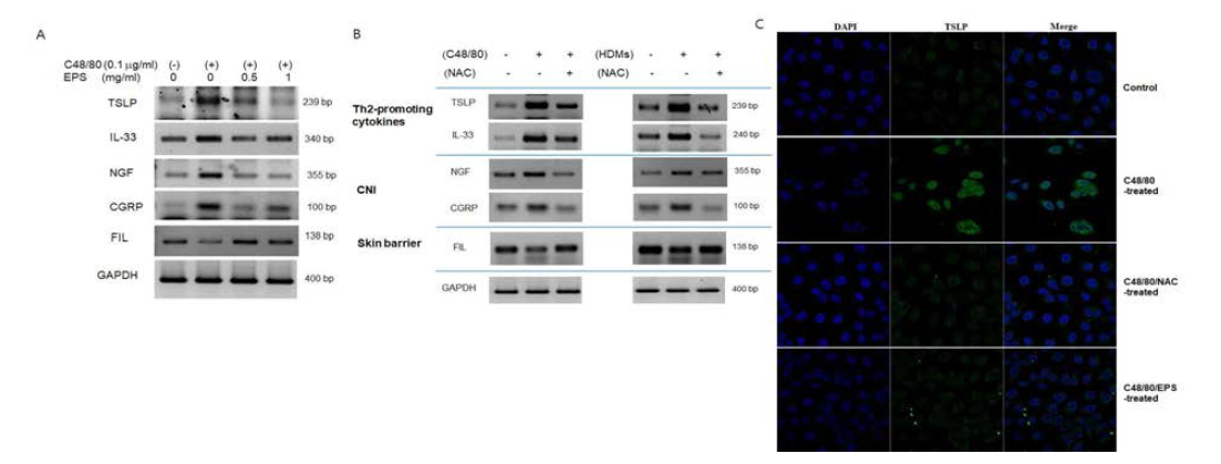 아토피피부염 세포 모델과 항산화물질 EPS를 처리한 세포에서 Th2-type allergic 염증 biomarker인 TSLP, IL-33, NGF, CGRP 그리고 Filaggrin의 발현 확인. A. RT PCR로 분석. B. TSLP의 발현을 면역조직화학염색하여 confocal로 확인. C. 항산화 대조군으로 NAC를 처리한 후 RT PCR로 분석