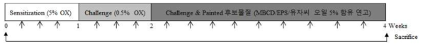 무모 마우스에서 아토피피부염 유도 및 천연물 함유 연고 도포 도표