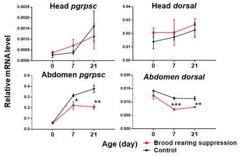 육아억제군과 대조군의 pgrpsc 및 dorsal 유전자 발현량 분석결과