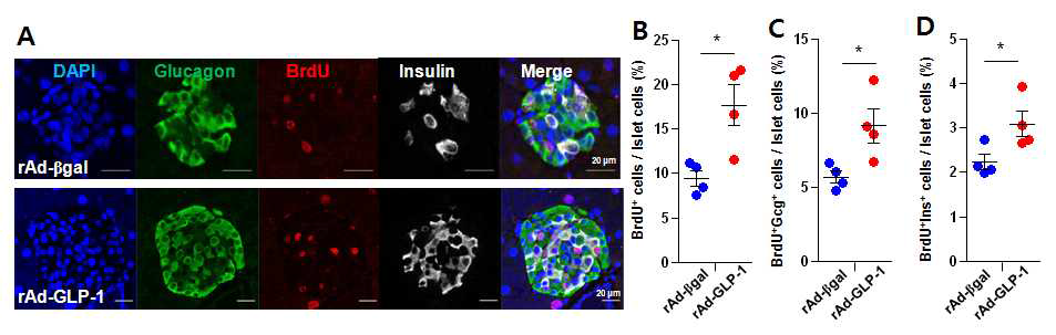 C57BL/6 마우스에 의해 rAd-GLP-1을 정맥주사한 후 췌장 조직을 염색함. 당뇨C57BL/6 마우스에 rAd-GLP-1(4X109 PFU)를 정맥주사한 후 4주 동안 BrdU (100 mg/kg/day)를 매일 주사한 후 4주 후에 췌장을 얻어 조직염색을 실시함. 그 결과 rAd-GLP-1를 주사한 마우스의 췌장 중 glucagon이 염색되는 알파세포에서 BrdU가 염색된 세포가 유의적으로 증가함. N=3.*P<0.05