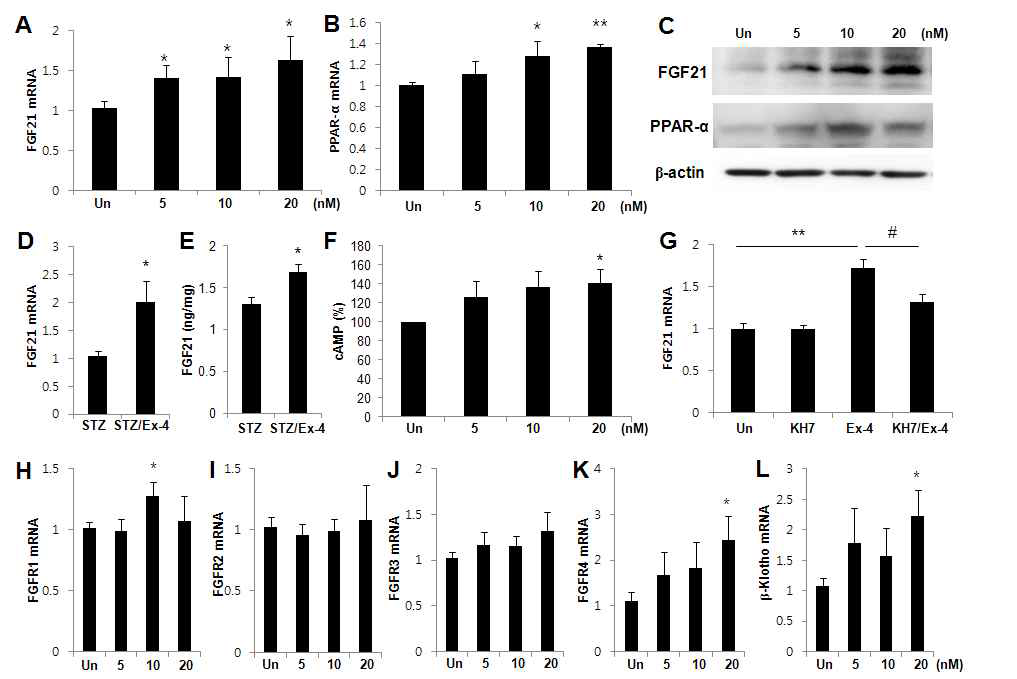 알파세포 αTC1-9에서 Exendin-4에 의해 FGF21, FGF21 receptor와 PPAR-α의 발현이 증가함. αTC1-9에 Exendin-4를 0, 5, 10, 20 nM로 처리한 후 FGF21과 PPAR-α의 단백질의 발현이 증가함