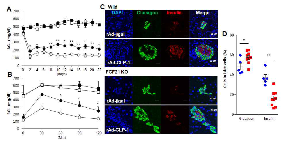 FGF21 KO 마우스에서 rAd-GLP-1에 의한 베타세포 증가가 감소함. rAd-GLP-1에 의한 베타세포 증가가 FGF21KO 마우스에서 정상 마우스보다 감소되어 있으며 알파세포는 유의적으로 증가되어 있음. (FGF21 KO/STZ/rAd-GLP-1 (red) or wild-type/STZ/rAd-GLP-1 (blue) (± SE, * P<0.05, ** P<0.01)