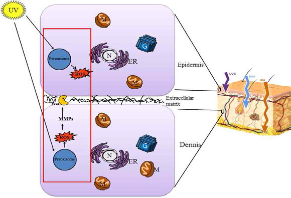 페록시좀 ROS/MMP 조절을 통한 피부노화 개선