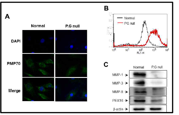 피부 섬유아세포에서 페록시좀 유전자 PEX16 억제에 따른 생성 및 ROS, MMP 발현 억제 효과 확인