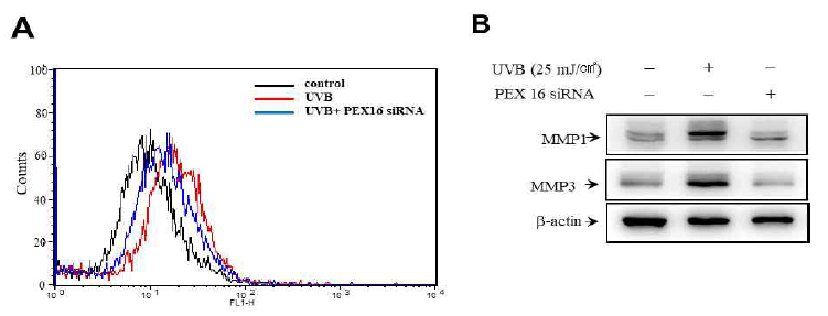 피부 섬유아세포에서 페록시좀 유전자 PEX16 억제에 따른 생성 및 ROS, MMP 발현 억제 효과 확인