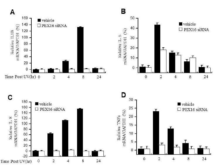 피부 각질세포에서 페록시좀 유전자 PEX16 억제에 따른 생성 및 cytokine 발현 억제 효과 확인