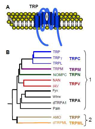 TRP superfamily (A) TRP 채널의 Topology. (B) 초파리 TRP 채널의 dendrogram. subgroup 1 & 2를 표기함