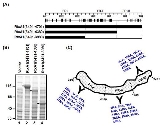 V. vulnificus 독소 단백질 RtxA1 fragments 결정 (A), 대장균 발현 시스템을 이용한 발현(B), ELISA을 이용한 anti-RtxA1 단클론 항체의 결합 부위 결정(C)