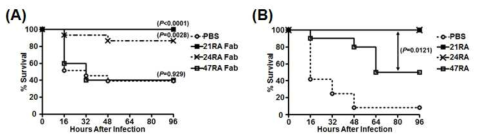 (A) V. vulnificus 마우스 감염 모델에서 21RA, 24RA, 47RA 단클론 항체 유래 Fab fragments의 효능. (B) neutrophils-depleted mouse에 대한 V. vulnificus 감염 마우스모델에서 21RA, 24RA, 47RA 효능